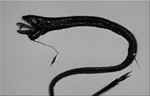 Black dragonfish